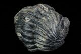 Bumpy, Enrolled Drotops Trilobite - Around #76207-2